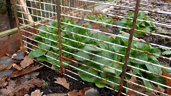 Moestuinieren op niveau