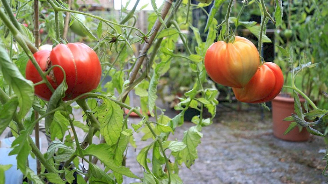 Tomaten aan een struik