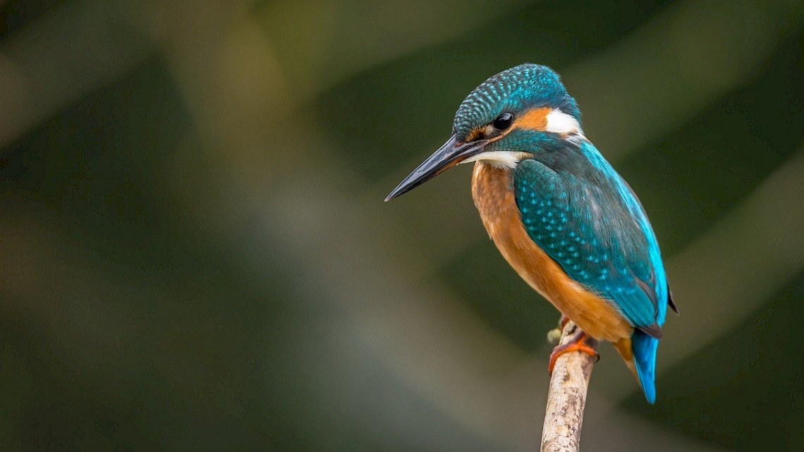 Een ijsvogel tijdens de wandeling 'Ommetje Zuna'