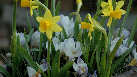 biologische bloembollen, de narcis