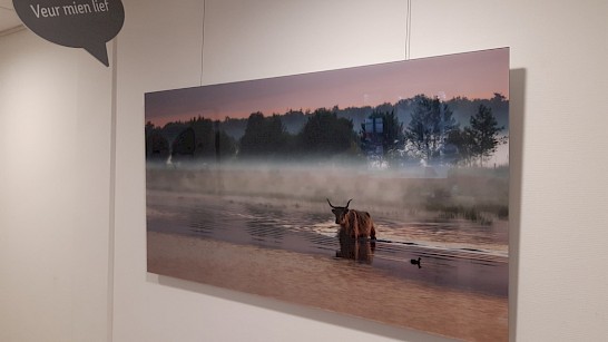 Blikvanger van dizze expositie is de grote foto van een os in de Drentse natuur, die maakt is deur Karin Broekhuijsen oet De Kiel.