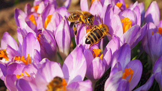 krokus met bijen