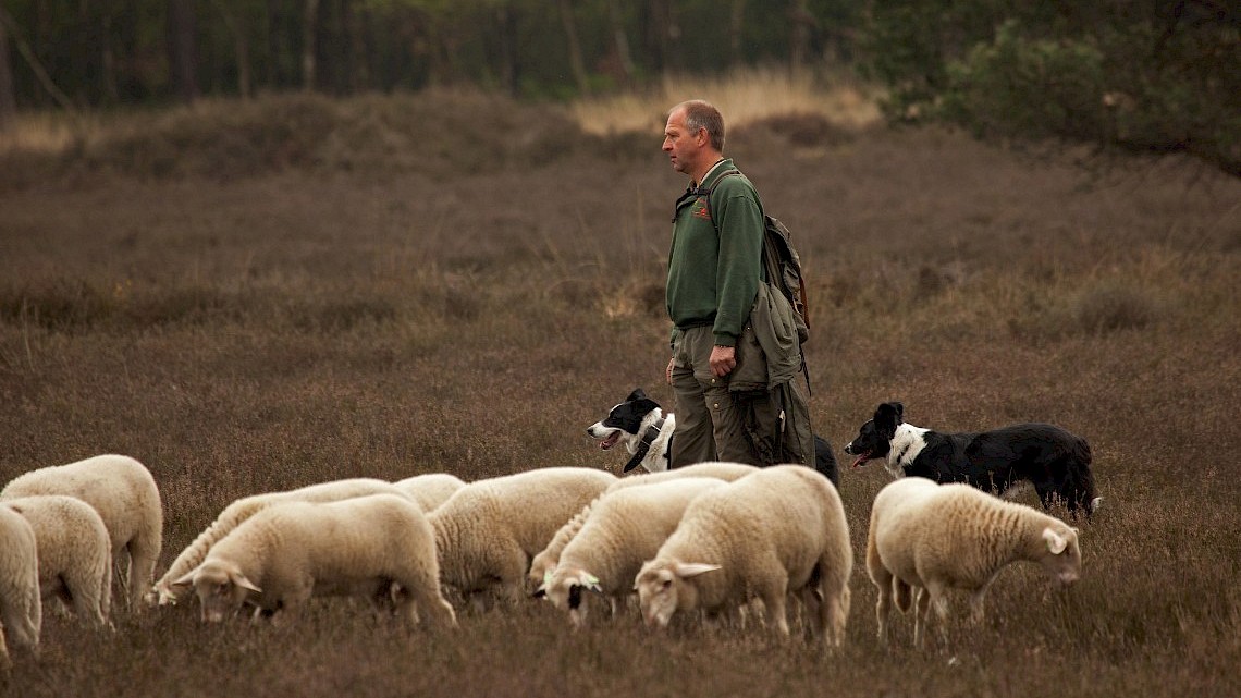 Heidebustocht Zuid-Veluwe, foto: Rob van t Zelfde