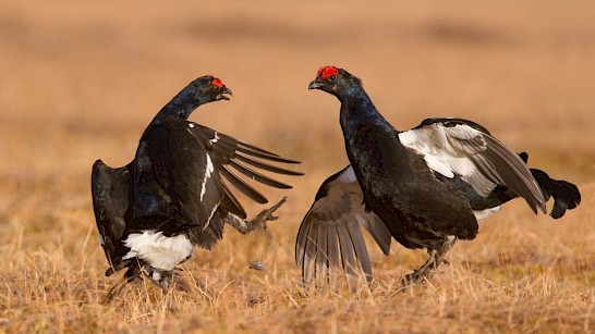 Korhoenders op de Sallandse Heuvelrug