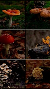 Paddenstoelen in de #schatkamervantwente Losser (geüpload door Astrid)