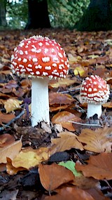 Herfst (geüpload door Wilma Merkenhof)