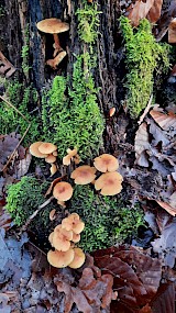 Zelfs in januari paddenstoelen aan de Sliekroute in Hummelo (Zwarte Kolk) (geüpload door Jannie Lebbink)