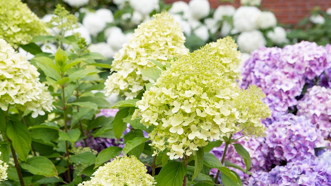 Hortensia, fotocredit: Hydrangeaworld