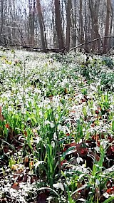 lente op landgoed Enghuizen in Hummelo (geüpload door Ben Lebbink)