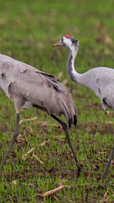 (geüpload door Kraanvogeltrek)