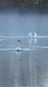 Zwanen in de mist op de Regge 30 april 2023 (geüpload door Roelie van der Vegt)