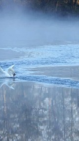 Zwanen in de mist op de Regge 30 april 2023 (geüpload door Roelie van der Vegt)