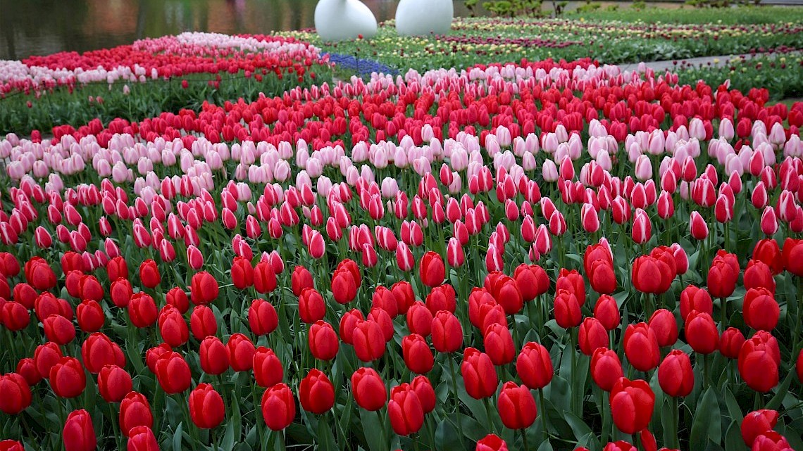 Keukenhof (PXHere)